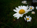 P1000833.JPG