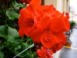 P1000287.JPG